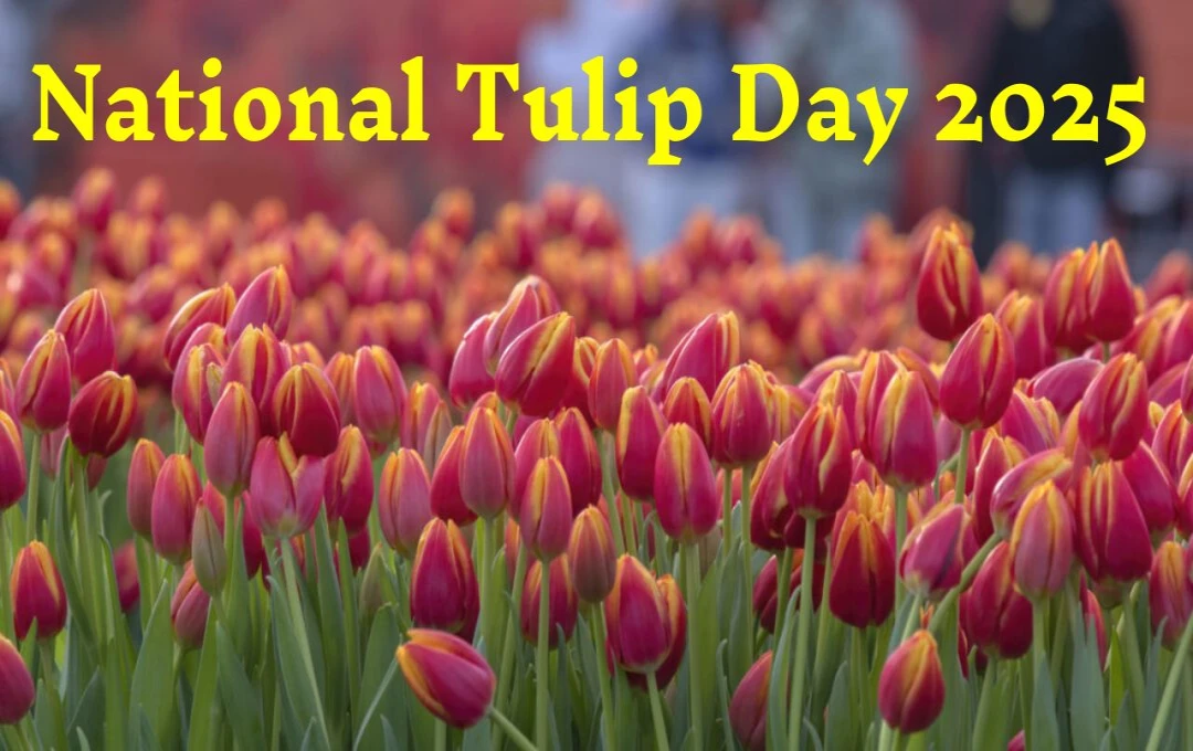 National Tulip Day 2025: नीदरलैंड्स में रंगों की महक, हरियाली और उत्सव का अद्भुत संगम, फूलों के बीच मनाएं यादगार लम्हे