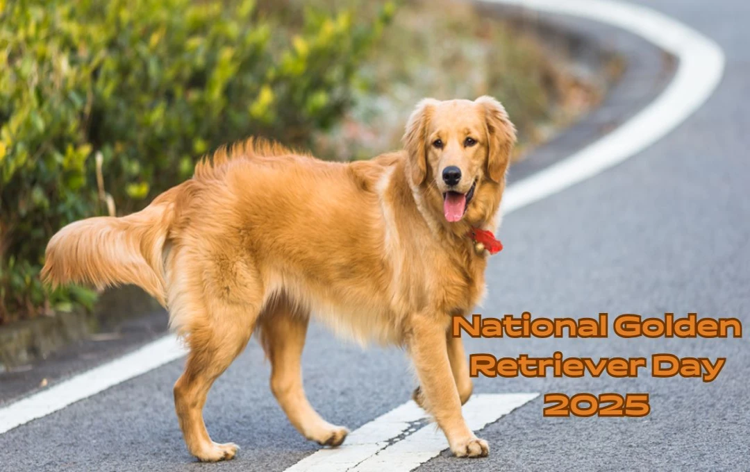 National Golden Retriever Day 2025: अपने प्यारे गोल्डन रिट्रीवर्स का जश्न मनाने का खास अवसर, बेस्ट फ्रेंड्स और सहायक कुत्तों को सलाम