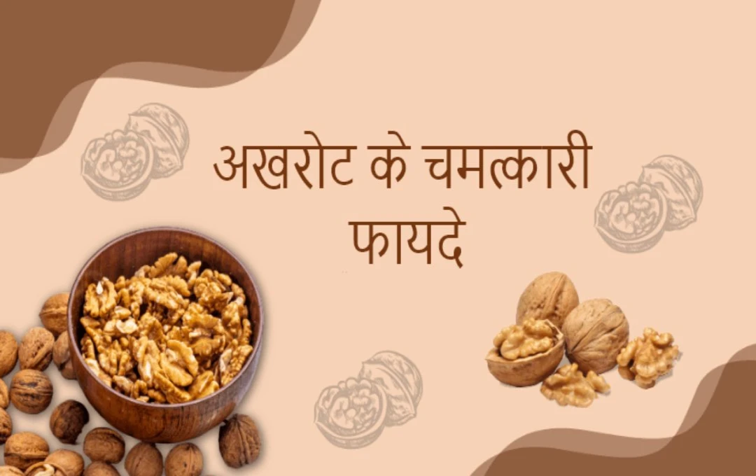 Walnut Benefits: पानी में भिगोए हुए अखरोट खाने से मिलेंगे कमाल के फायदे, दिल और दिमाग दोनों के लिए रहेगा हेल्दी 