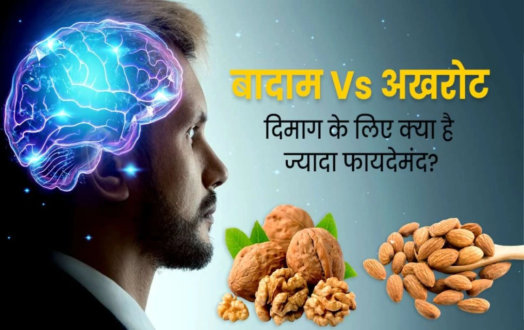 Almonds vs Walnuts: याददाश्त को तेज करने के लिए बादाम और अखरोट में किसे खाना है ज्यादा फायदेमंद? जानें इनसे जुडी पूरी डिटेल
