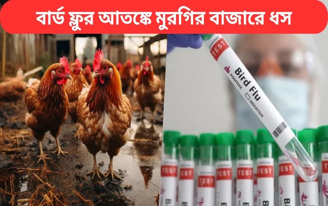 বার্ড ফ্লুর আতঙ্কে মুরগির বাজারে ধস, মাটন-মাছের দামে আগুন!