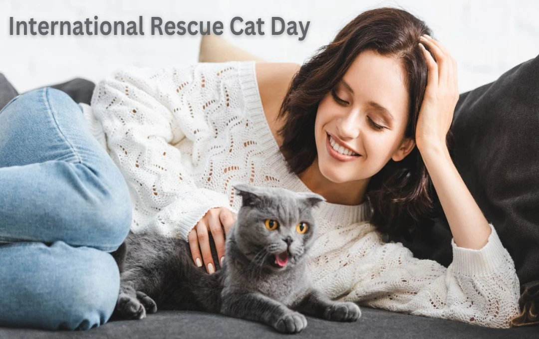 International Rescue Cat Day : बिल्लियों को बचाने और अपनाने का दिन, जानें इस खास दिन का महत्व 