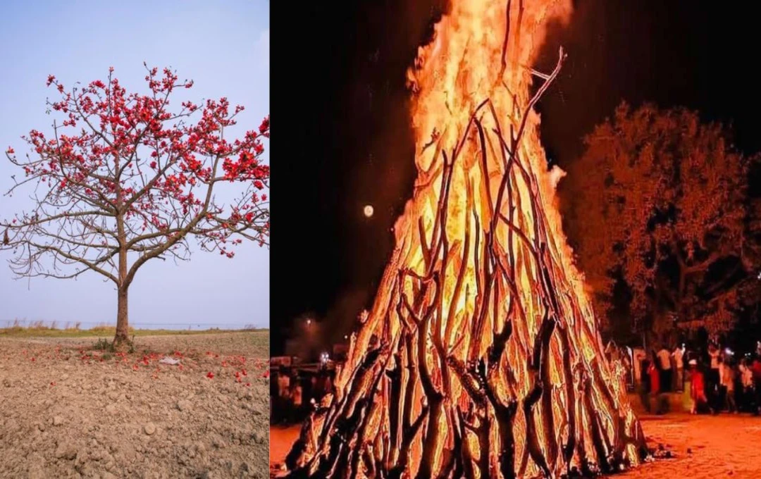 Madhya Pradesh's Unique Holi Tradition: The Significance of the Semal Tree