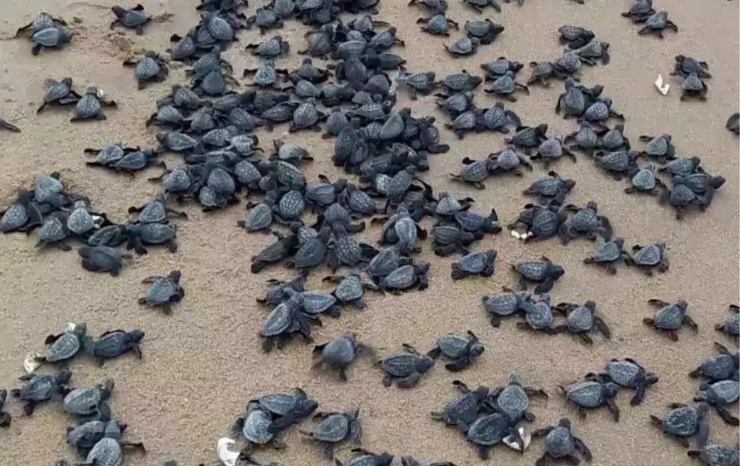 Olive Ridley Turtles Return to Odisha's Gahirmatha Beach After 33 Years