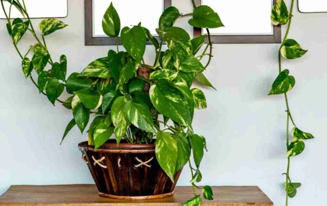 Attract Prosperity:  Essential Tips for Caring for Your Money Plant