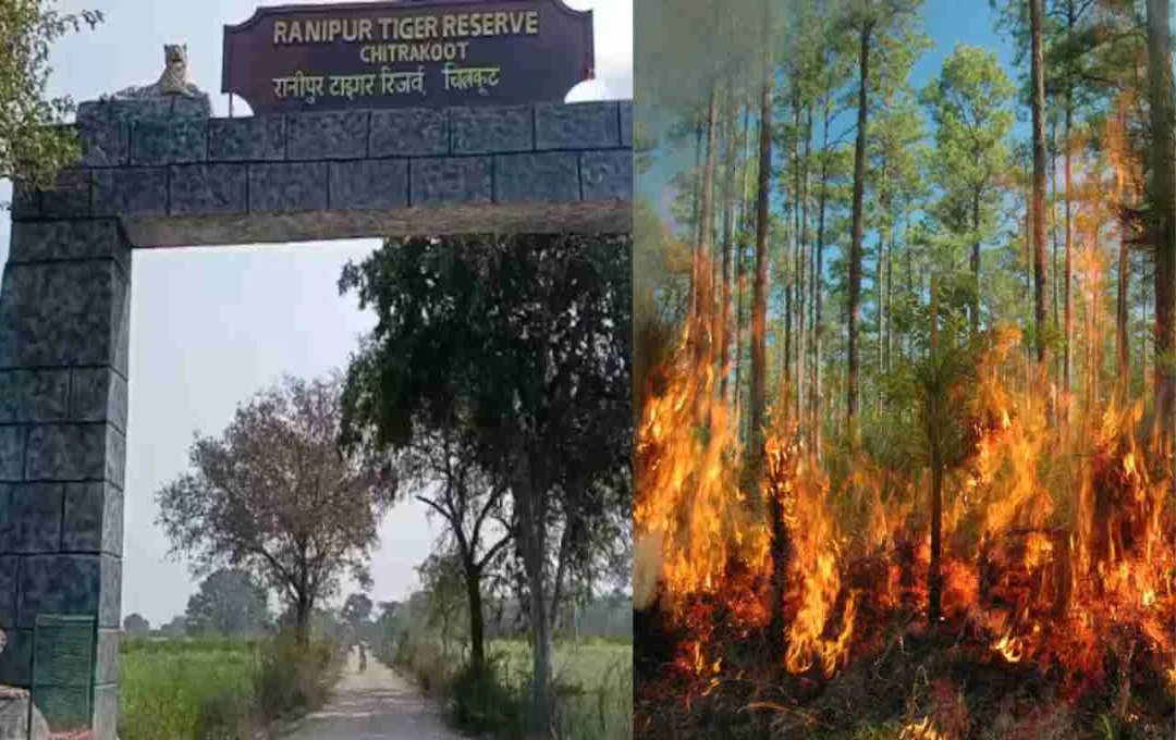 चित्रकूट रानीपुर टाइगर रिजर्व में भीषण आग, वन्यजीवों पर मंडराया खतरा