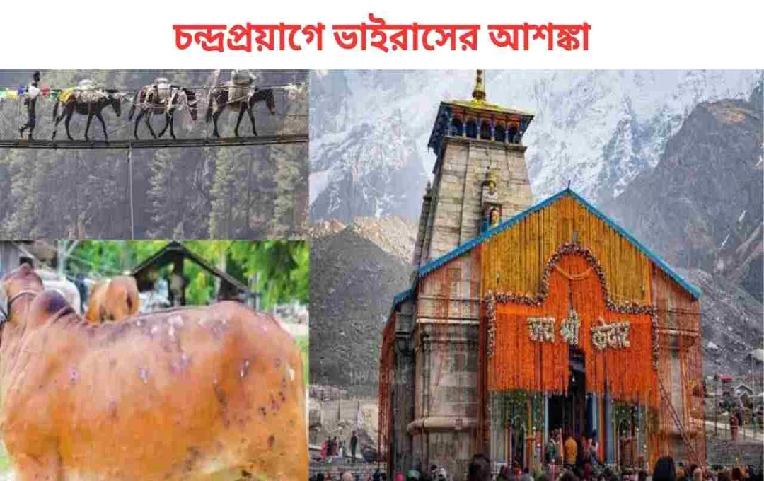 চারধাম যাত্রা ২০২৫: ঘোড়া-খচ্চরের সংক্রামক রোগে সরকারের উদ্বেগ