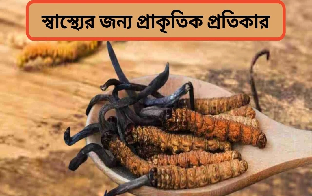 কীড়া জড়ি: বয়সের প্রভাব কমাতে আয়ুর্বেদিক সমাধান