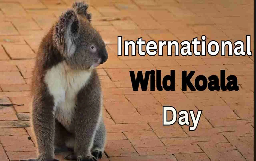 International Wild Koala Day: Protecting Australia's Endangered Icon