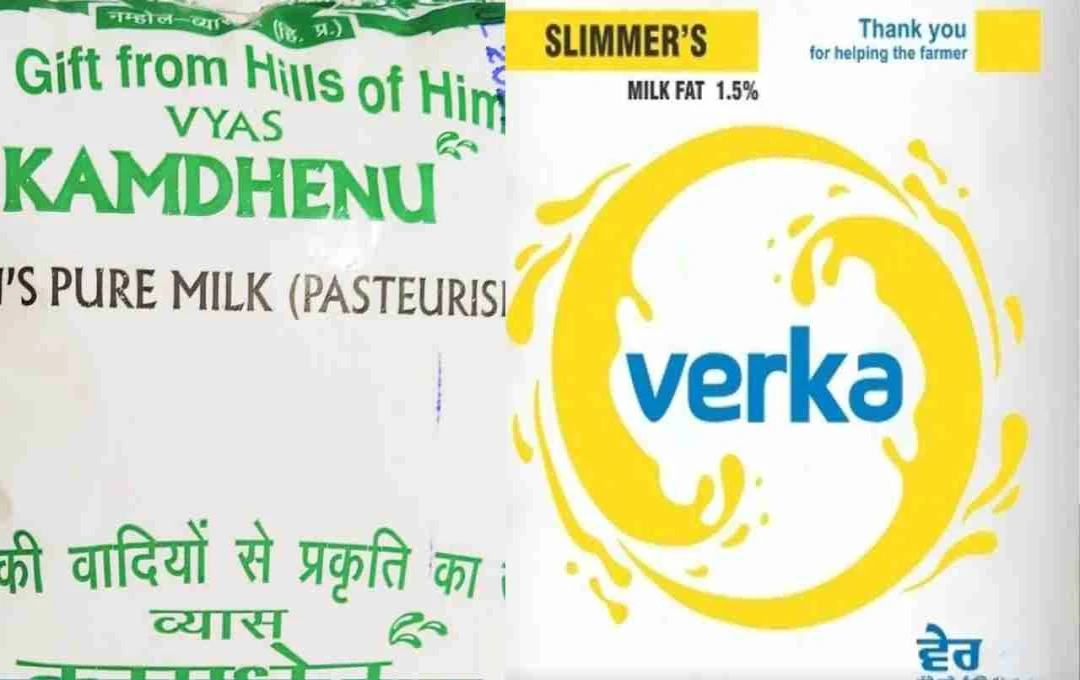 Milk Price Hike: कामधेनु और वेरका ने किया दूध महंगा, जानें नए दाम