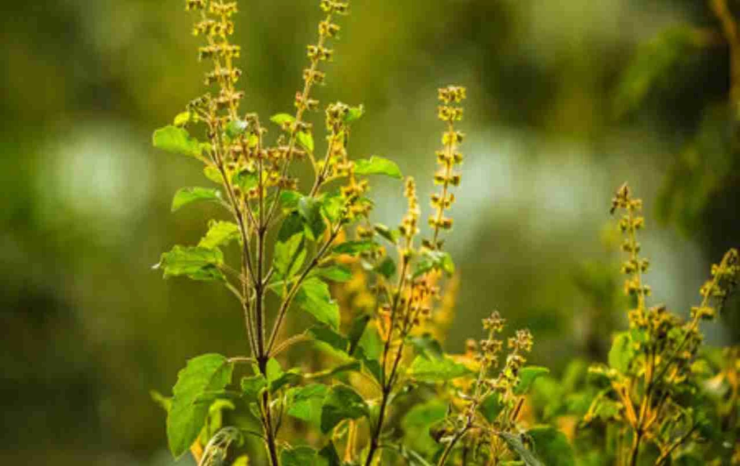 तुलसी उपाय: ज्येष्ठ माह में अपनाएं ये सरल उपाय, जीवन में पाएं सुख-शांति और समृद्धि