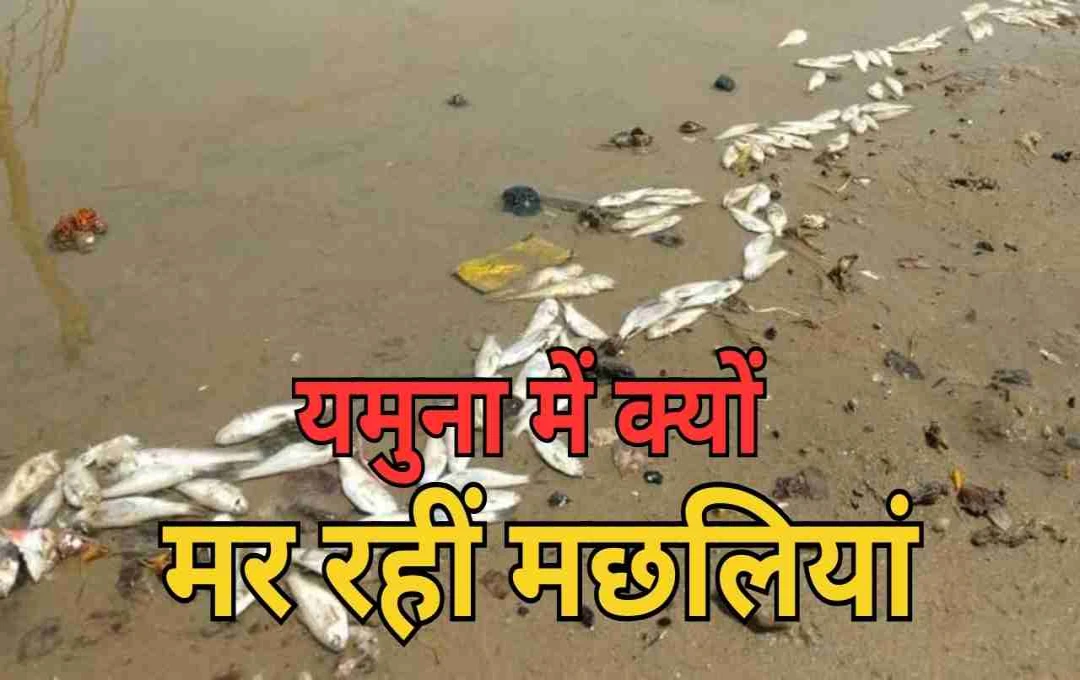 यमुना में फिर मरी मछलियाँ: हरियाणा से रासायनिक बहाव या दिल्ली का बढ़ता गंदगी का बोझ? जांच की मांग तेज
