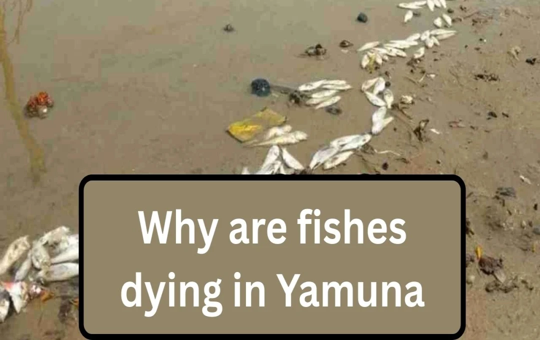 Thousands of Dead Fish Found in Delhi's Yamuna River Amidst Severe Pollution
