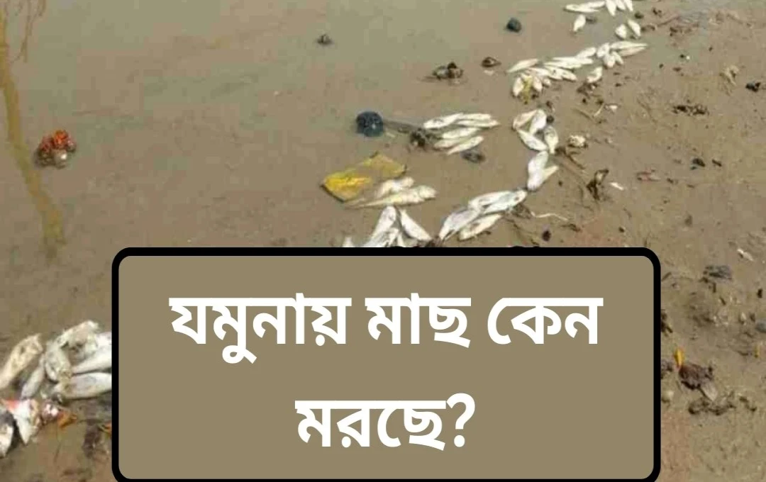 যমুনা নদী দূষণ: হাজার হাজার মৃত মাছের ভয়াবহ দৃশ্য