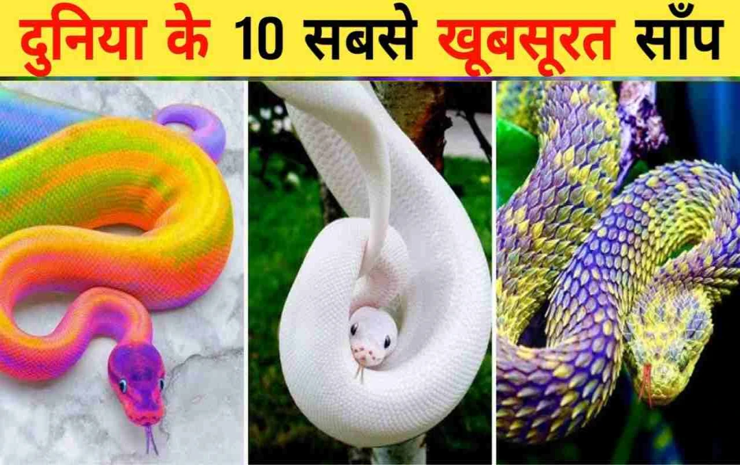 दुनिया के 10 सबसे खूबसूरत सांप: जानिए कौन है ज्यादा जहरीला?