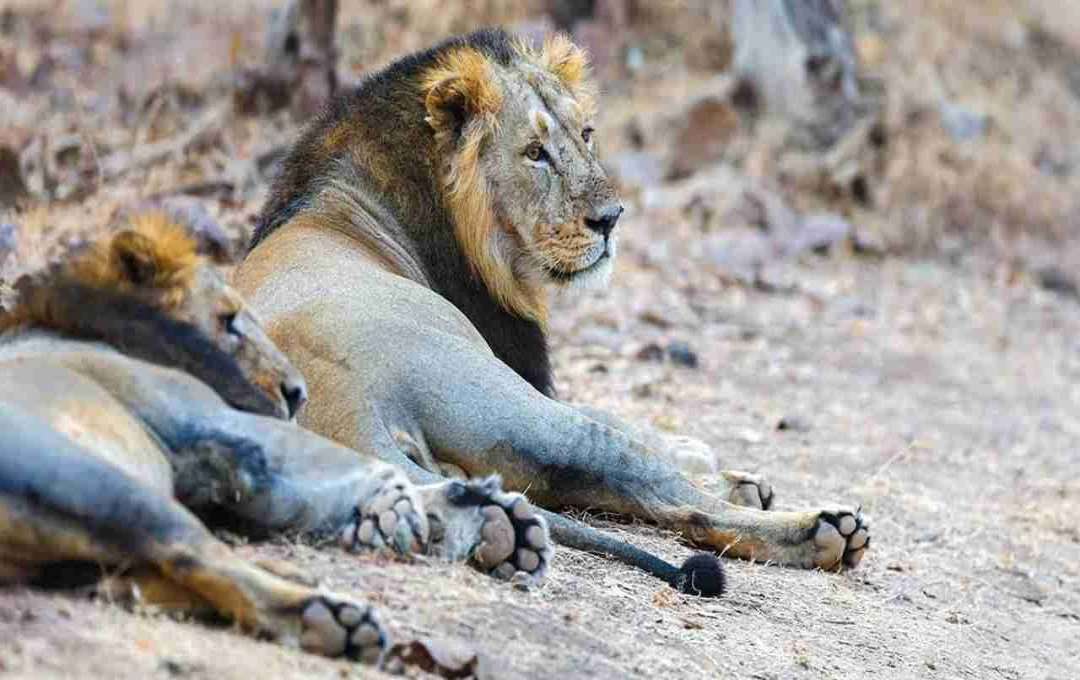 गुजरात में एशियाई शेरों की संख्या में बड़ी बढ़ोतरी, 5 साल में 674 से बढ़कर 891 हुए शेर