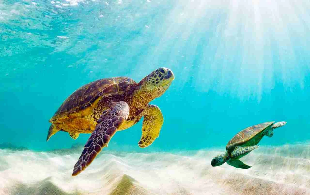 World Turtle Day: कछुओं की सुरक्षा और संरक्षण का संदेश