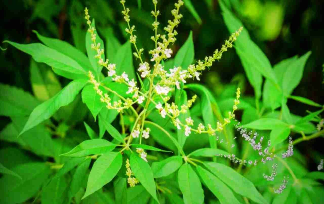 निर्गुंडी पौधा: गठिया, साइटिका और स्लिप डिस्क का प्राकृतिक इलाज, जानें उपयोग और फायदे