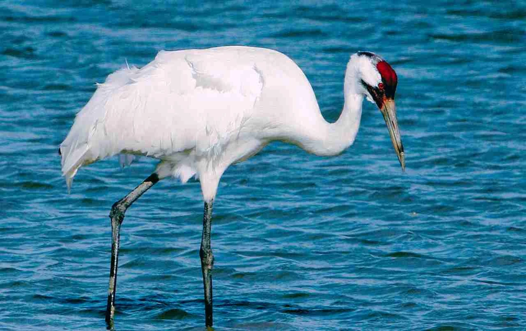 28 May: Whooping Crane Day – एक दुर्लभ पक्षी के संरक्षण की याद दिलाने वाला दिन