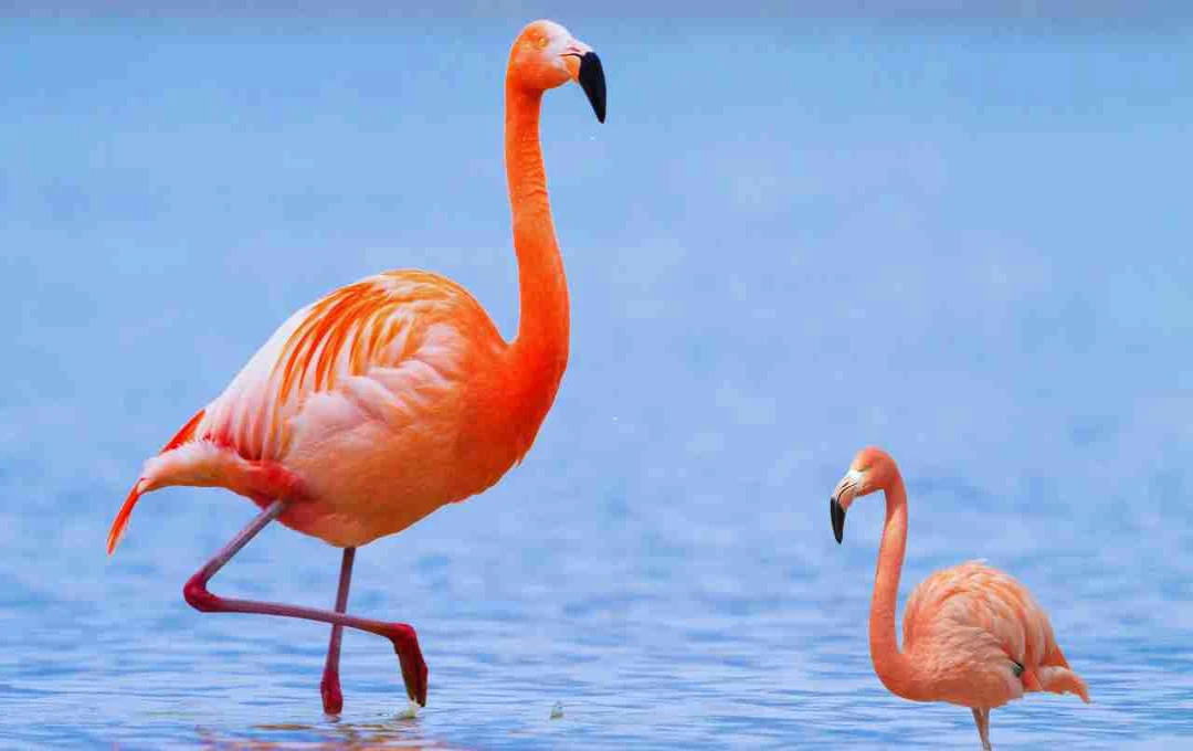 Pink Flamingo Day: गार्डन की रौनक और रंग-बिरंगी खुशी का जश्न