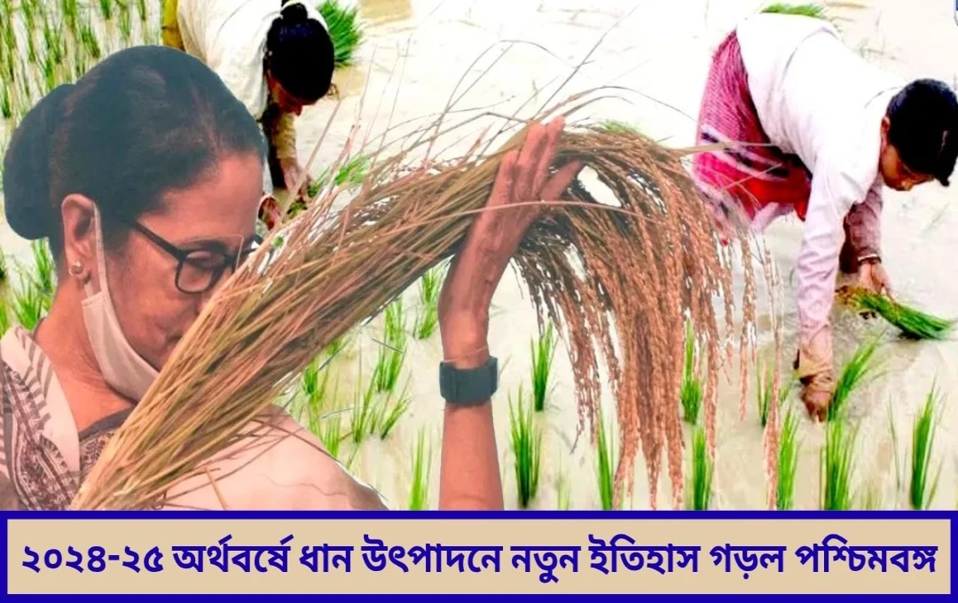 বাংলার সোনার ফসলের ইতিহাস—ধান উৎপাদনে ফের দেশের শীর্ষে