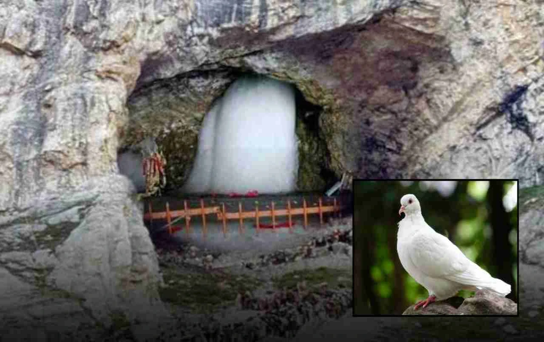 अमरनाथ यात्रा में कब दिखते हैं अमर कबूतर? जानिए रहस्य और संकेत