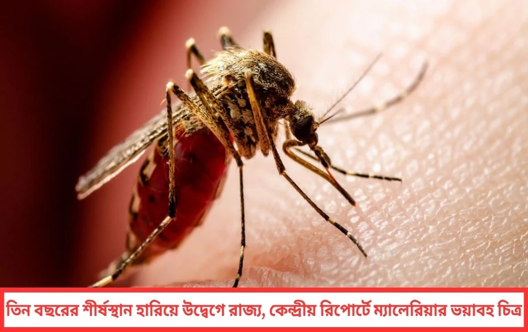 ছ’ নম্বরে কলকাতা! তিন বছরের শীর্ষস্থান হারিয়ে উদ্বেগে রাজ্য, কেন্দ্রীয় রিপোর্টে ম্যালেরিয়ার ভয়াবহ চিত্র