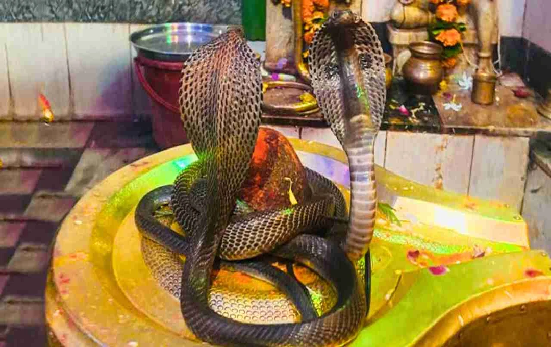 শ্রাবণ মাসে সাপ দেখা: শিবের আশীর্বাদ নাকি অন্য কিছু?