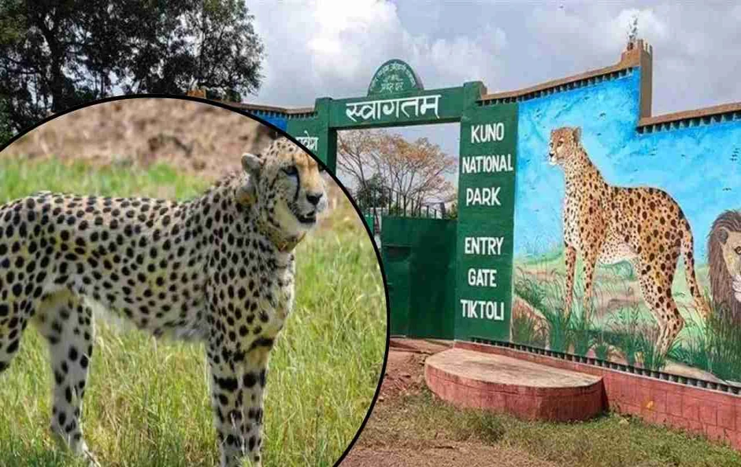Kuno National Park: मध्य प्रदेश के कूनो पार्क में मादा चीता नभा की मौत, शिकार के दौरान हुई थी घायल