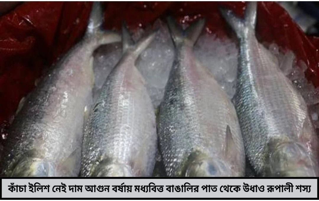 কাঁচা ইলিশ দাদা  কাঁচা ইলিশ শুধু হাঁকডাক, পাতিলে নেই গন্ধ