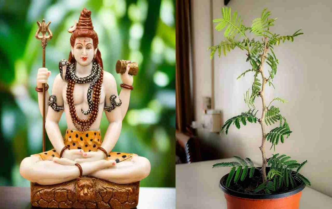 सावन में लगाएं ये पौधा और पाएं चमत्कारी लाभ! जानिए इससे जुड़ा रहस्य