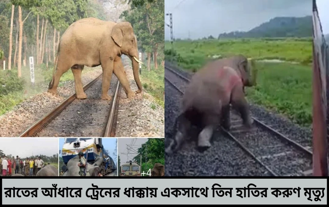 রাতের আঁধারে ট্রেনের ধাক্কায় একসাথে তিন হাতির করুণ মৃত্যু—বাঁশতলার ট্র্যাজেডি রেলের অন্ধত্বের জ্বলন্ত দৃষ্টান্ত