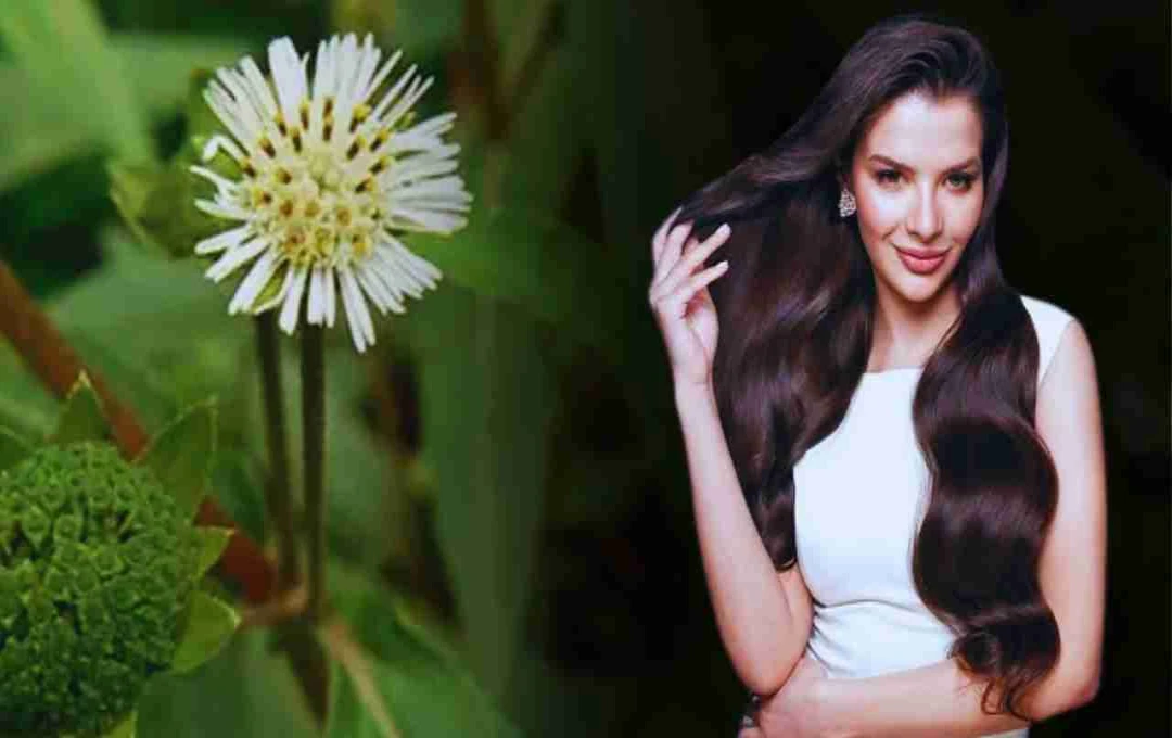 Bhringraj Oil: The Ayurvedic Secret to Healthy, Black, and Thick Hair