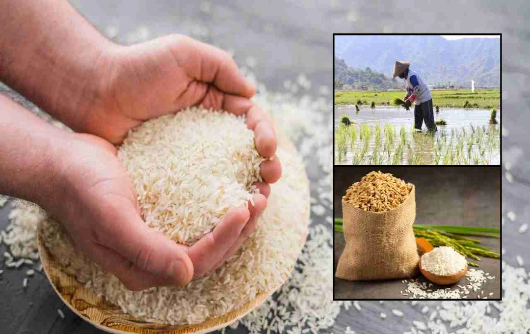 भारत के लिए खुला चावल निर्यात का नया रास्ता! जानिए क्या है पूरी रणनीति