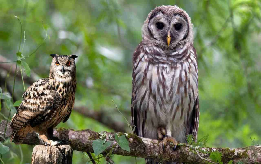 International Owl Awareness Day: उल्लू के बारे में जानने और संरक्षण के लिए जागरूता फैलाने का दिन 