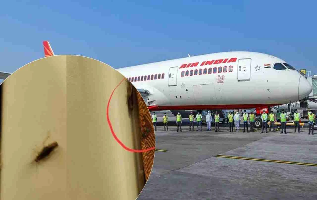फ्लाइट में कॉकरोच देखकर मचा हड़कंप, एयर इंडिया बोली- जल्द होगी जांच