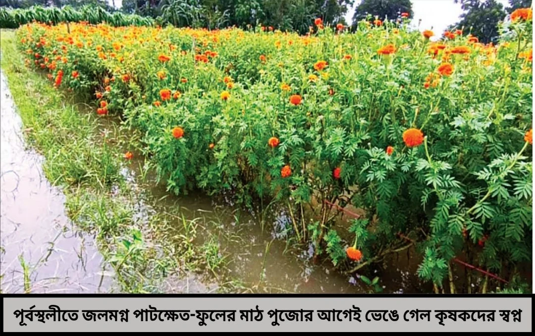 ভাসছে পাট ক্ষেত হারিয়ে যাচ্ছে ফুলের ঘ্রাণ পূর্বস্থলীর কৃষকদের কাঁদাচ্ছে অতিবৃষ্টি