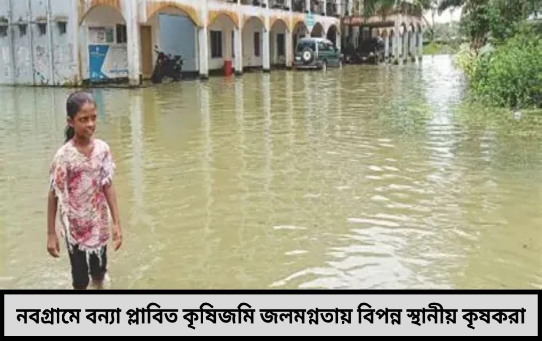 নবগ্রামে জলমগ্ন কৃষিজমির করুণ চিত্র বৃষ্টির আনন্দে মিশে গেল তীব্র দুশ্চিন্তা
