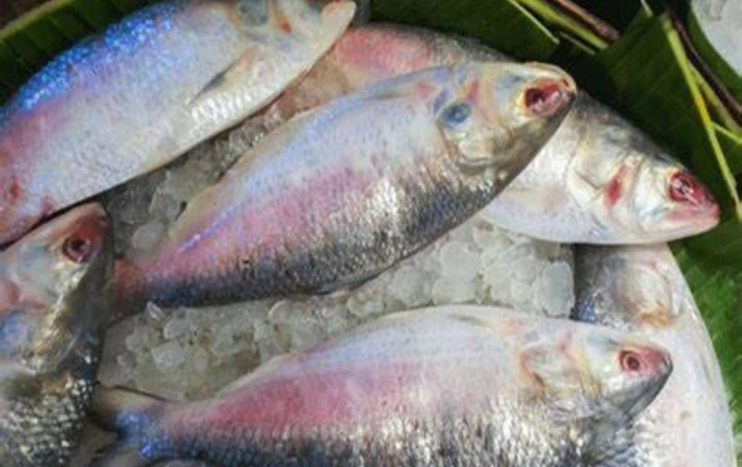 ইলিশের স্বাদ ও তার জাদুকরী প্রভাব