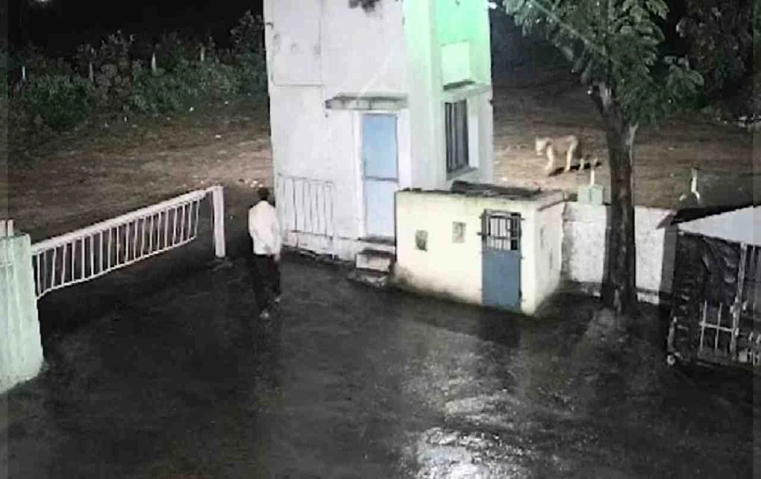 Lion Encounter Near Gujarat Cement Factory Sparks Safety Concerns