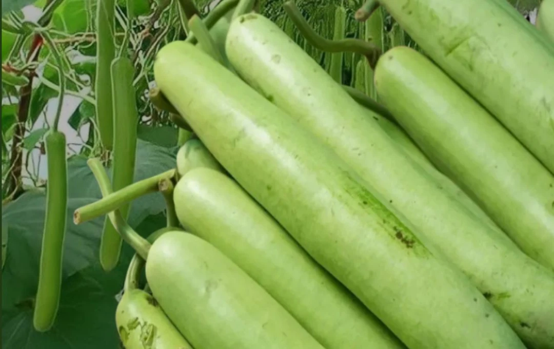 লাউ: পুষ্টিগুণে ভরপুর একটি ঔষধি সবজি ও এর স্বাস্থ্য উপকারিতা