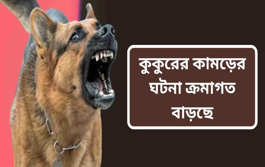 ভারতে পথকুকুরের আতঙ্ক: বাড়ছে আক্রমণের সংখ্যা, উদ্বিগ্ন সুপ্রিম কোর্ট