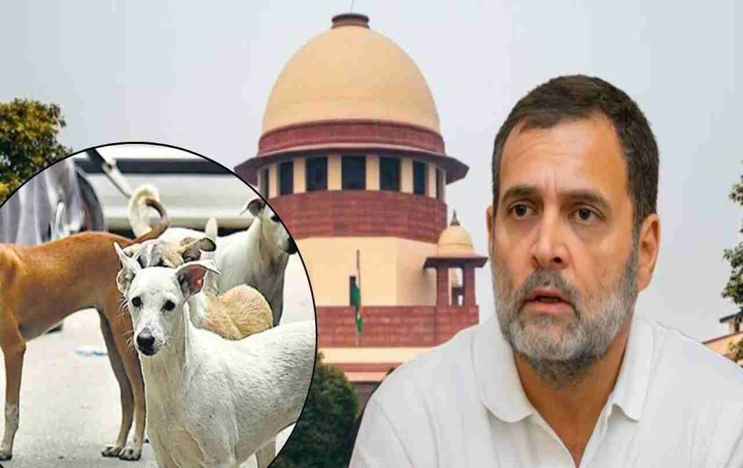 दिल्ली-एनसीआर से आवारा कुत्ते हटाने पर राहुल गांधी ने जताई आपत्ति, जानिए क्या कहा?
