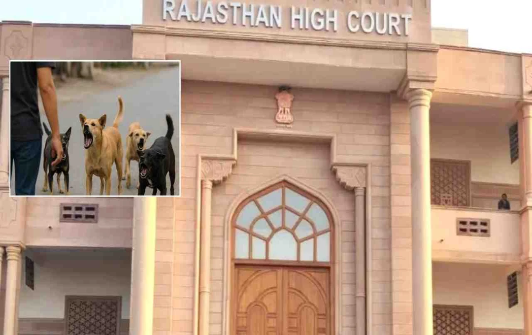 राजस्थान हाईकोर्ट ने जारी किया आवारा कुत्ते हटाने का सख्त आदेश, 8 सितंबर तक कार्रवाई अनिवार्य