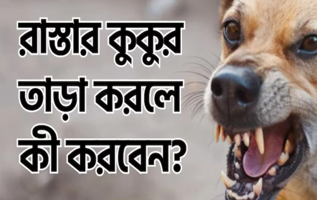 হঠাৎ রাস্তার কুকুর তাড়া করলে এক্সপার্ট জানালেন বাঁচার সঠিক কৌশলদুইটি কাজ কখনও করবেন না!