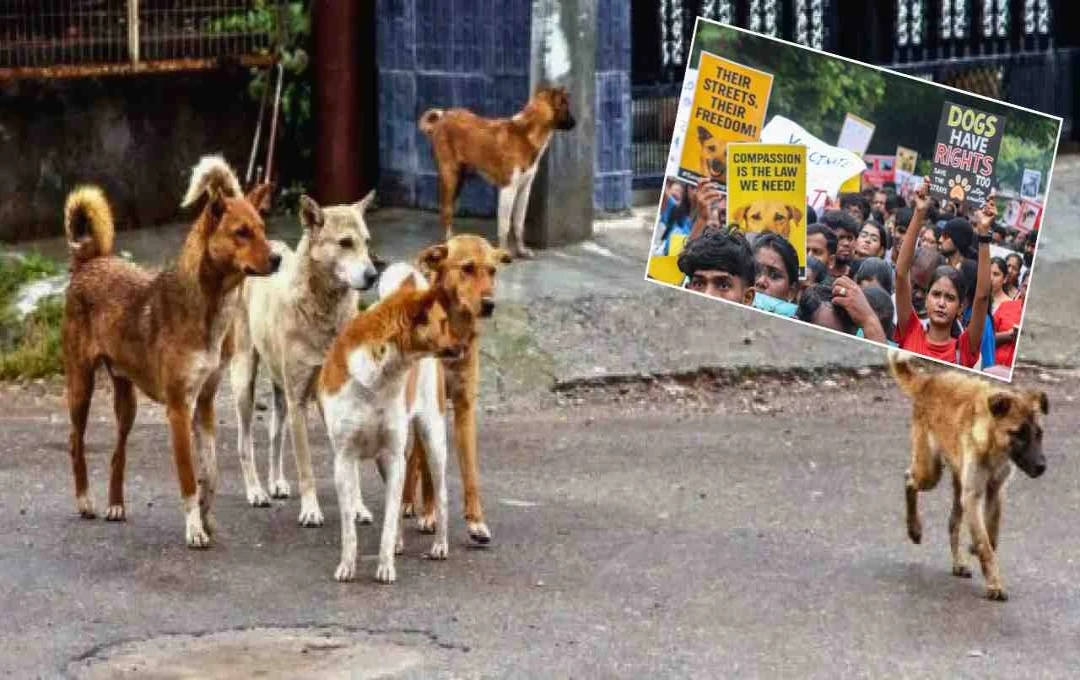 Delhi Animal Rights Activists Protest Stray Dog Shelter Plan