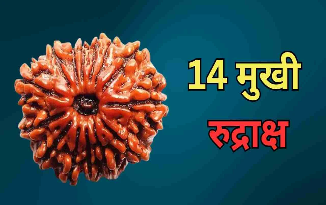 ১৪ মুখী রুদ্রাক্ষ: উপকারিতা, তাৎপর্য এবং ধারণের নিয়ম