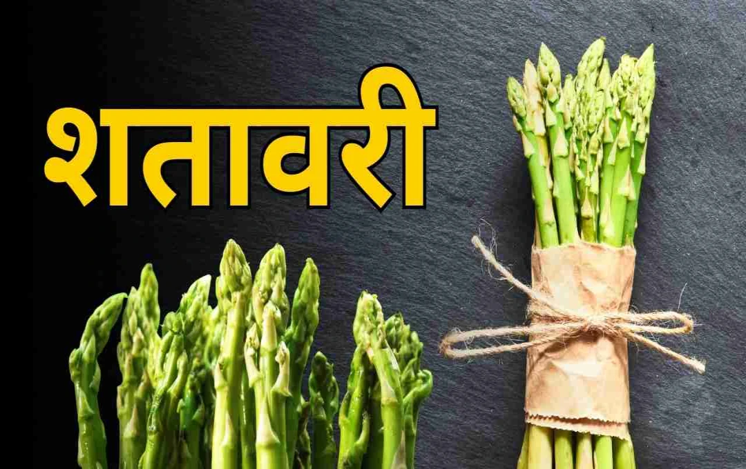 শতমূলী: স্বাস্থ্য সমস্যার সমাধানে আয়ুর্বেদিক ভেষজ