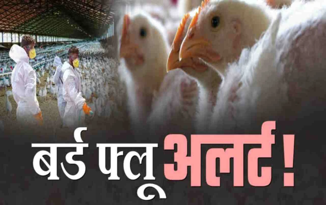 उत्तराखंड में बर्ड फ्लू का खतरा, अंडे और चिकन के कारोबार पर पड़ा असर