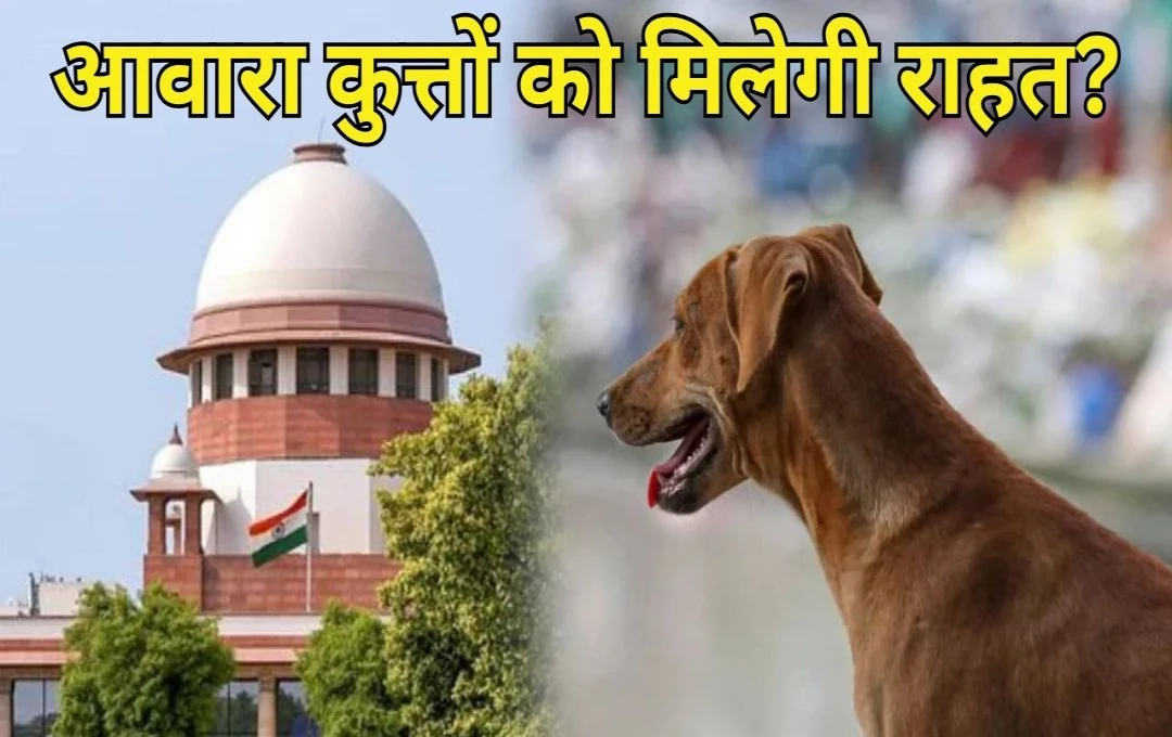 आवारा कुत्तों को राहत मिलेगी या भेजा जाएगा शेल्टर होम? सुप्रीम कोर्ट आज सुनाएगा अहम फैसला